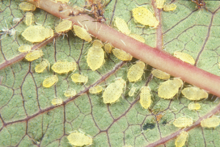 Many aphids on a leaf.