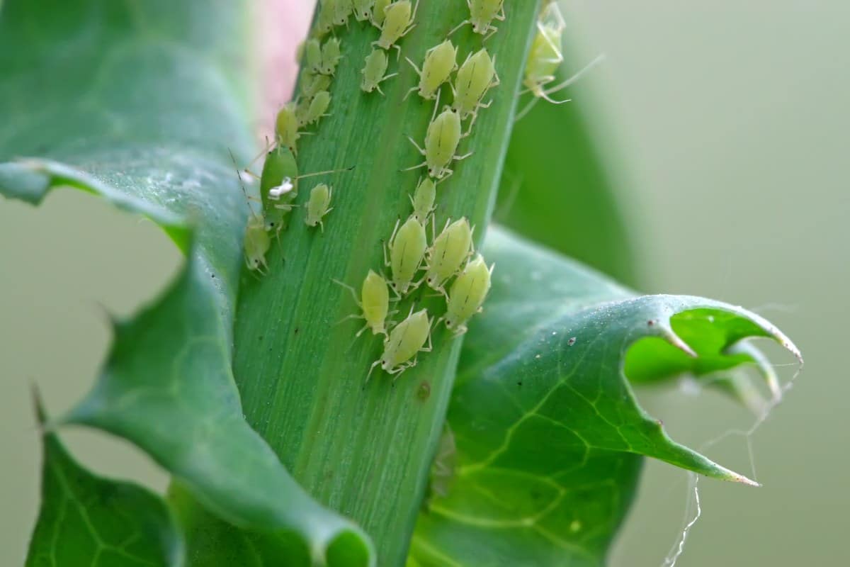 Aphid infestation on a green lawn plant