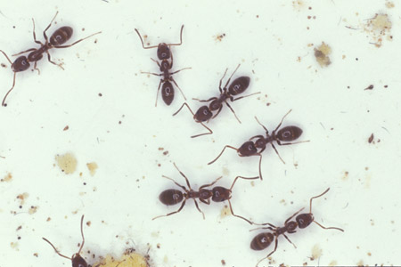 Argentine ants.