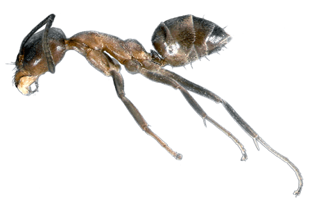 An argentine ant.