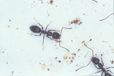 An aregentine ant.