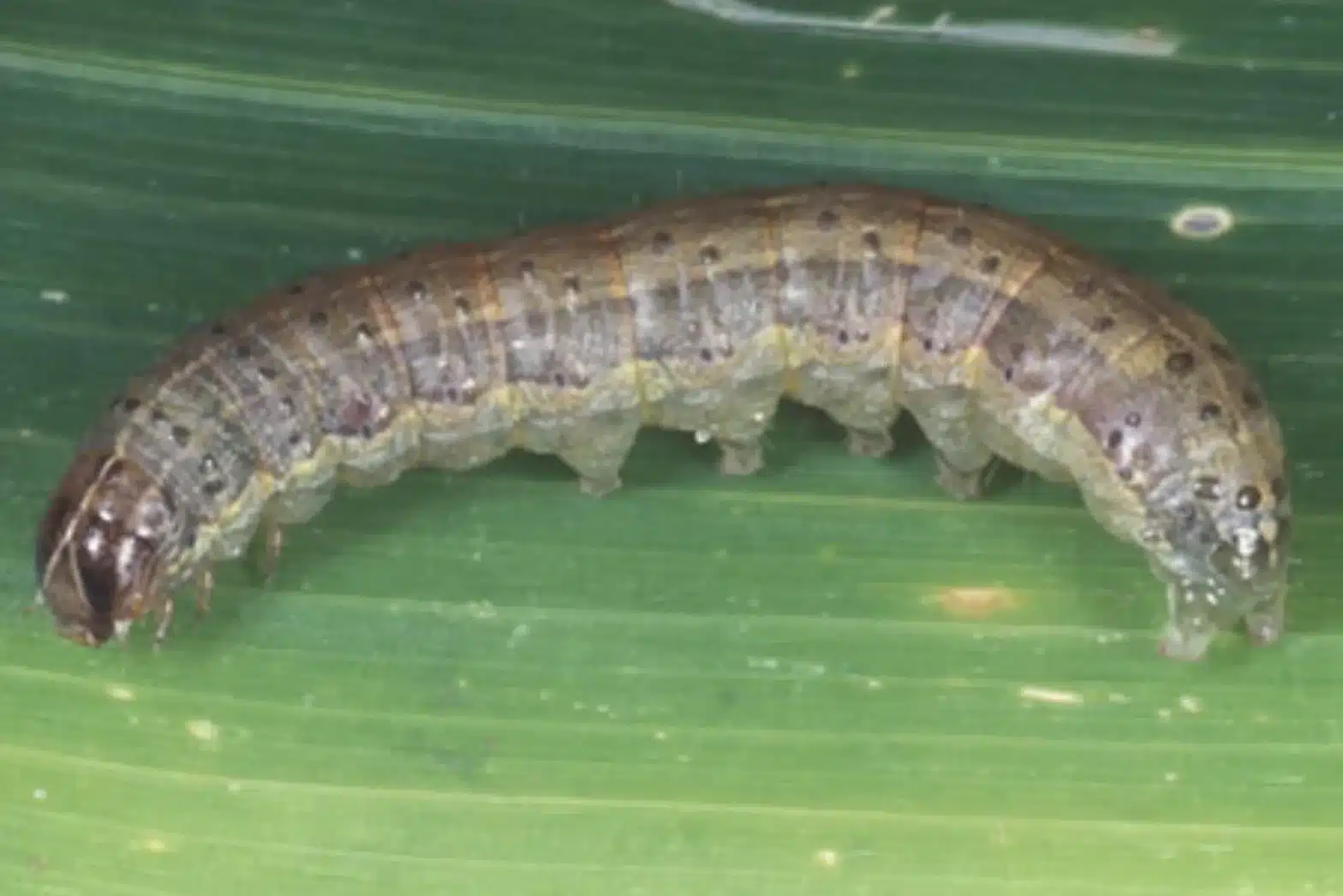 An armyworm on a leaf.