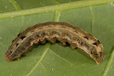 An armyworm on a leaf.