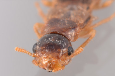 Closeup of an asian subterranean termite.