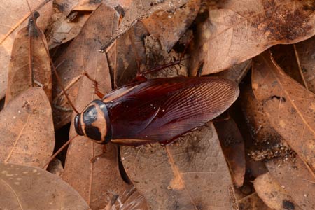 A Australian cockroach on leaves