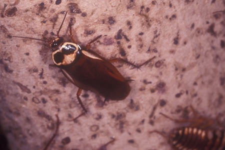 A Australian cockroach