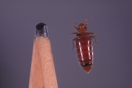 A bed bug next to a pencil tip.
