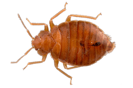 A bed bug.