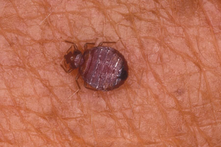 Closeup of a bed bug on skin.