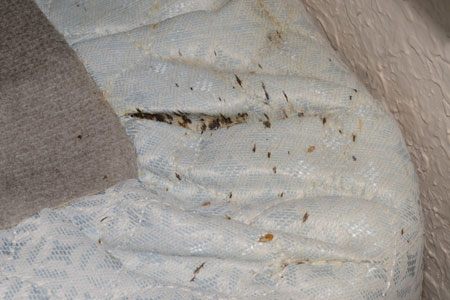 A mattress with evidence of bedbugs.