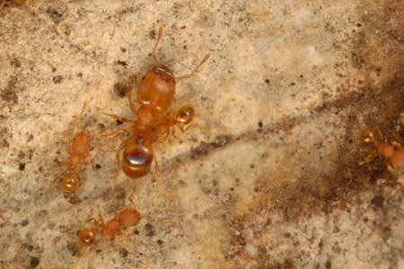 Big-headed ants.