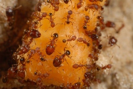 Multiple big headed ants or Pheidole megacephala