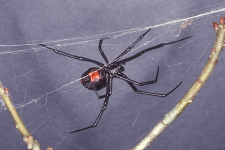 A black widow spider.