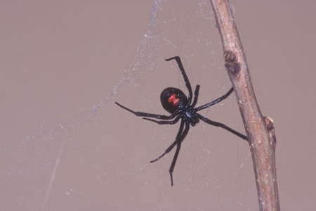 A black widow spider in web