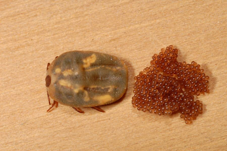 A brown dog tick and eggs.