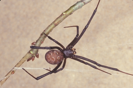A brown widow spider.