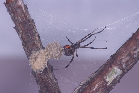A brown widow spider in web