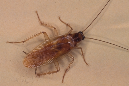 A brownband roach.
