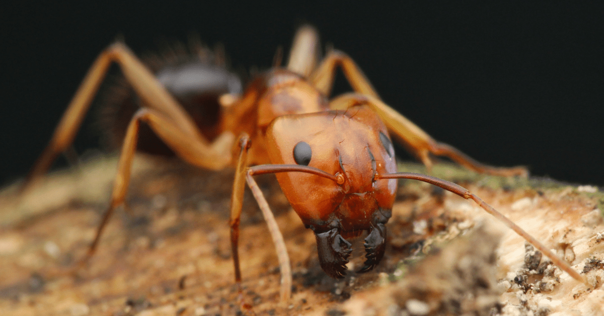 Closeup of a carpenter ant.