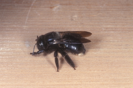 A carpenter bee.