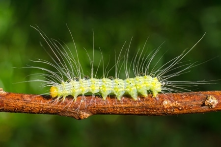 A long haired caterpillar
