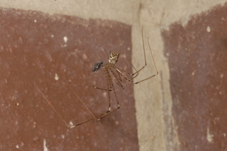 Is It A Cellar Spider Or Daddy Long Legs Hanging Around Your