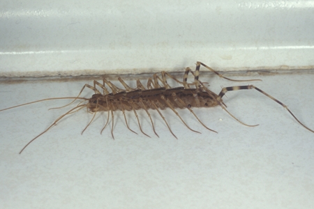 A centipede by a floorboard.