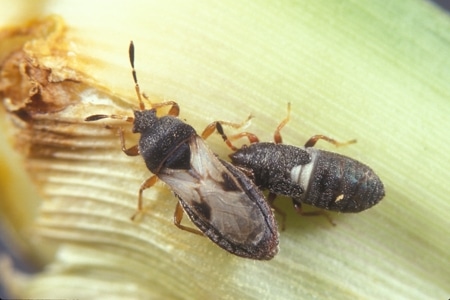 Two chinch bugs infesting a leaf.