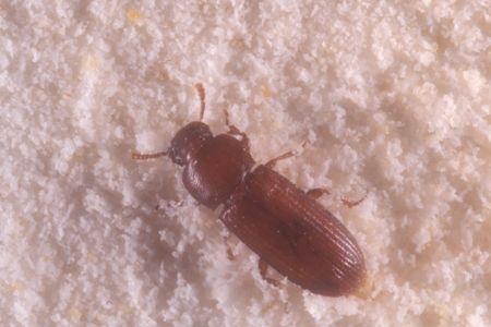 A confused flour beetle.