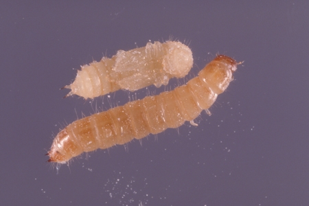 Confused flour beetle larvae.