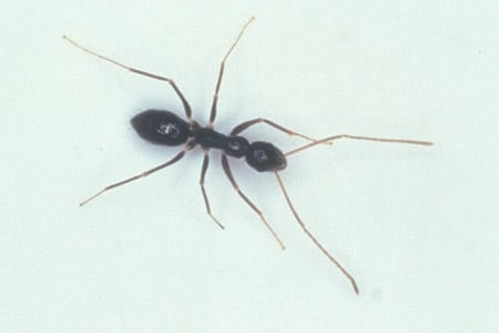 A crazy ant