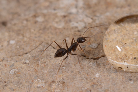 A crazy ant.
