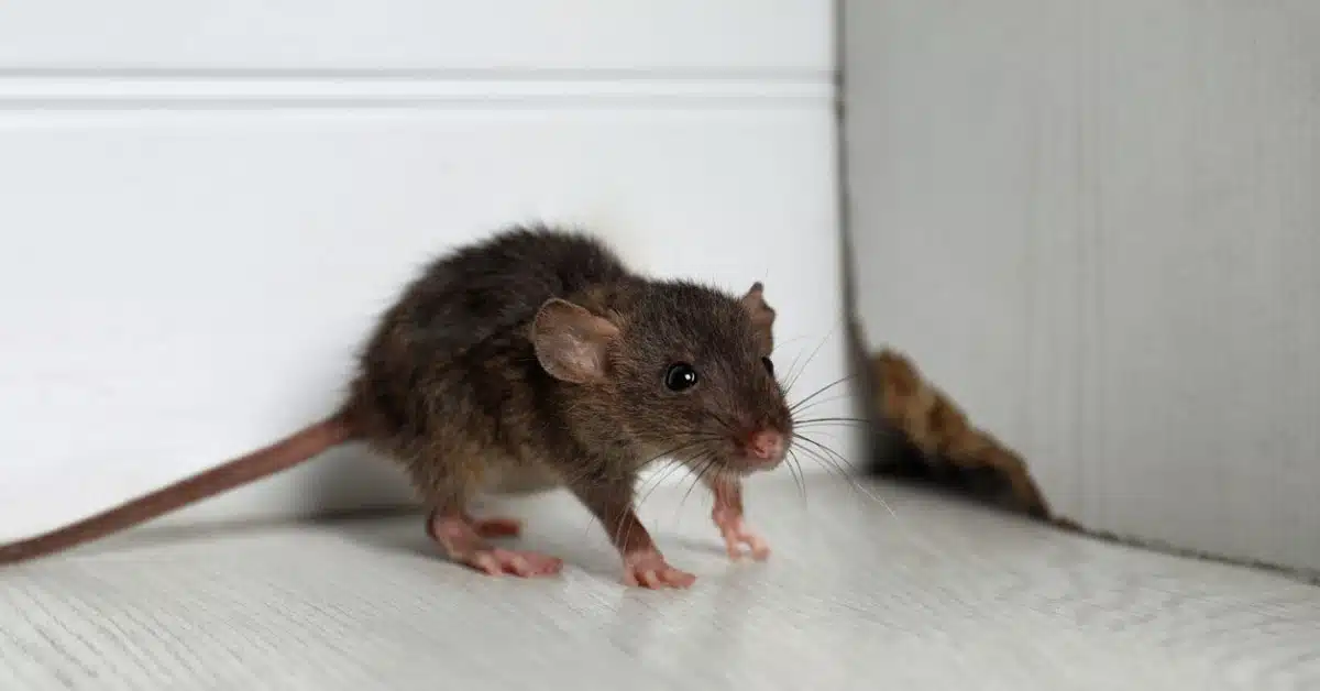 Blog - Does One Mouse In Your House Mean You Have An Infestation In Katy?