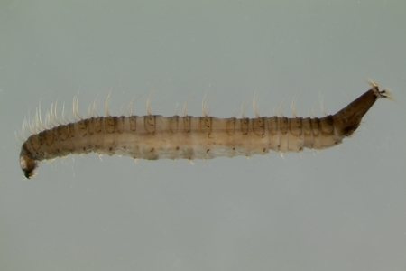 A drain fly larvae.