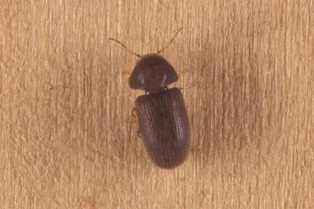 A drugstore beetle
