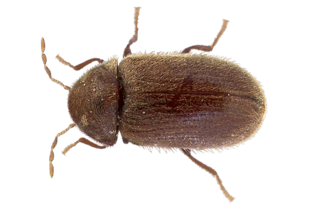 A drugstore beetle.