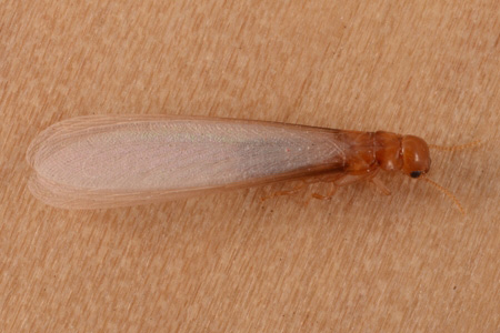 A drywood termite.