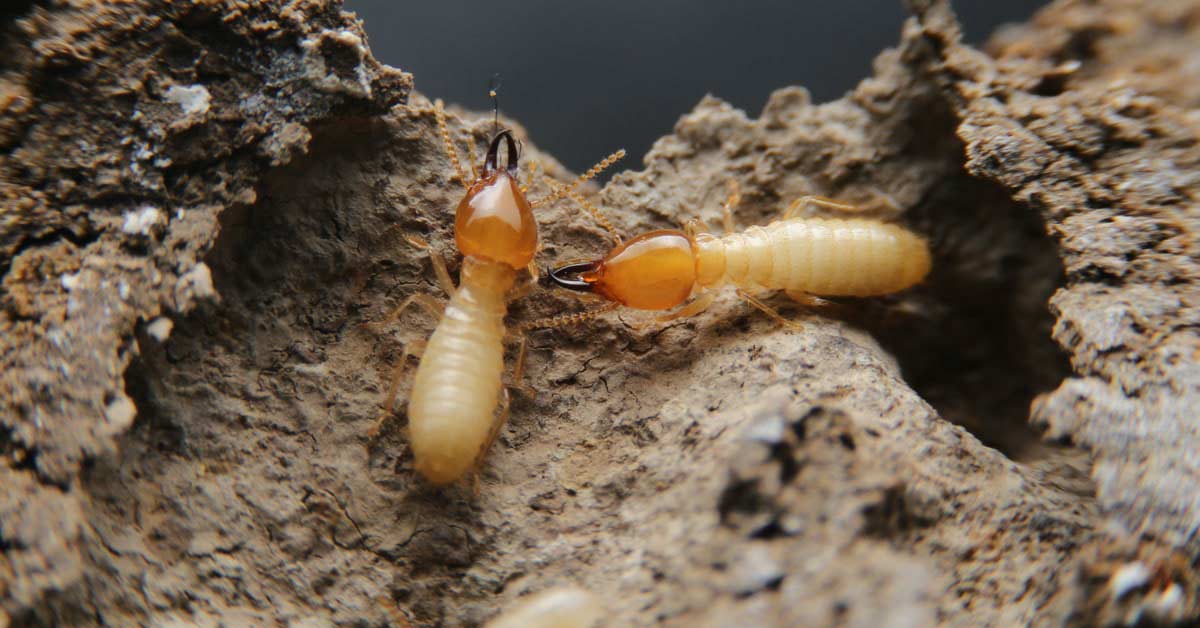 Termites on damaged wood.