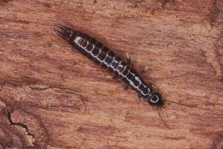 An earwig on a wood surface.