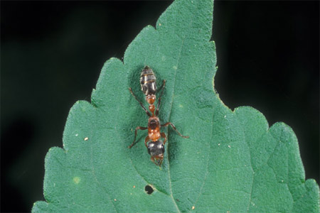 An elongate twig ant.
