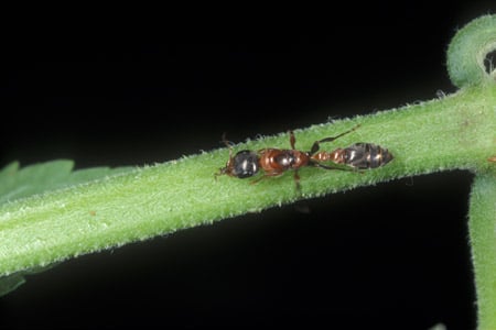 A elongate twig ant