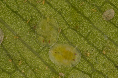A fig whitefly.