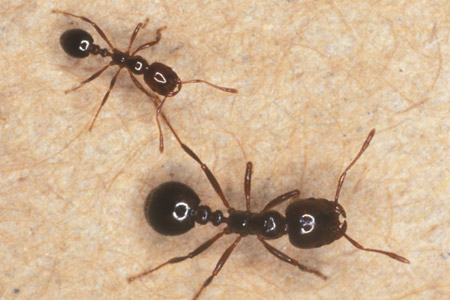 Closeup of ants on skin.