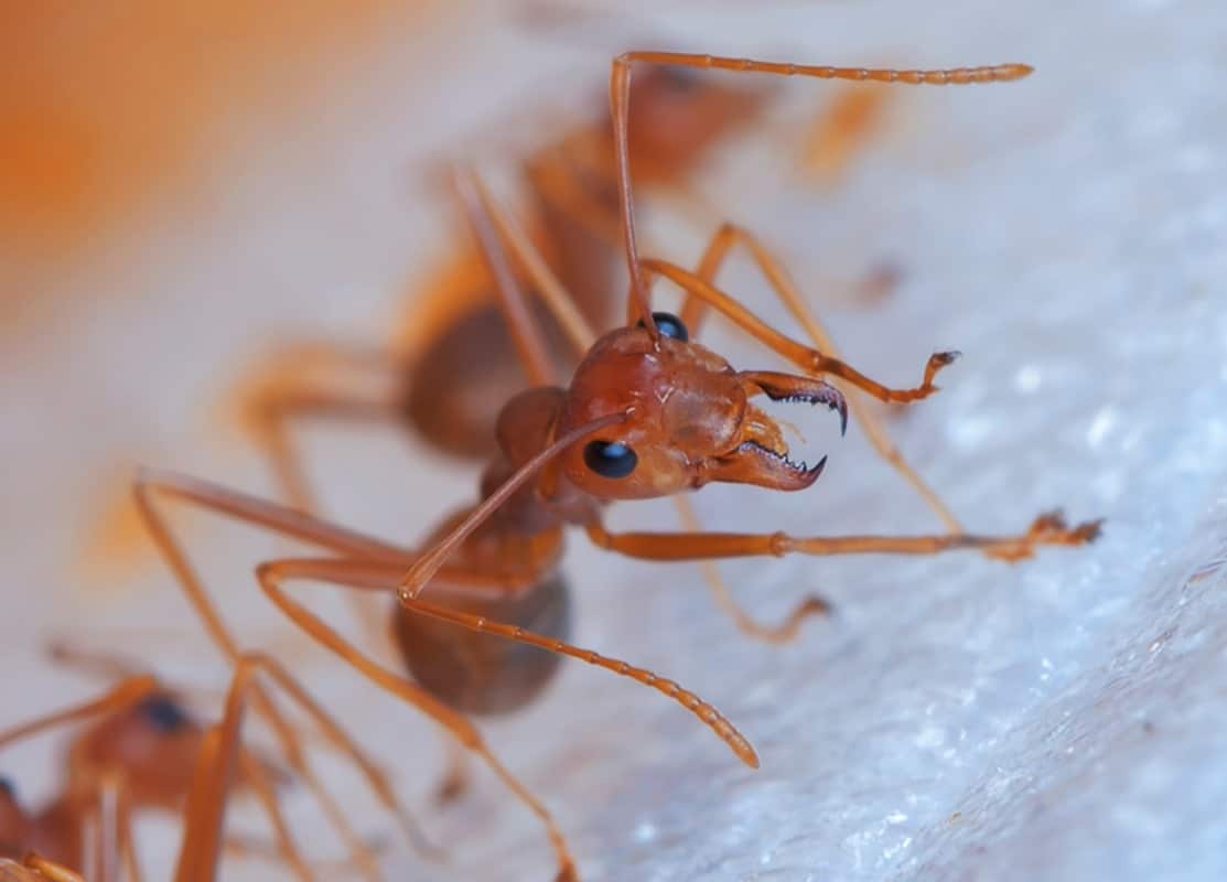 Fire ant crawling forward with more fire ants in the background.