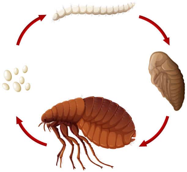 Infographic showing the lifecycle of a flea.