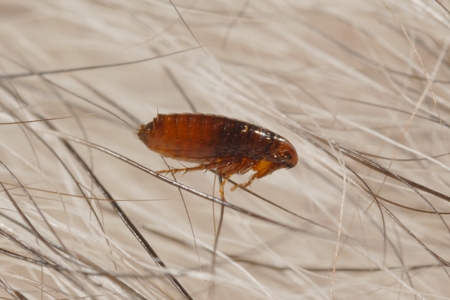 A closeup of a flea in hair.