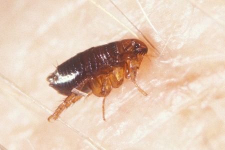 A closeup of a flea on skin.