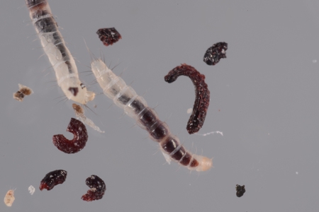 Flea larvae.