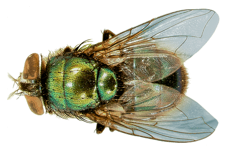 A fly.