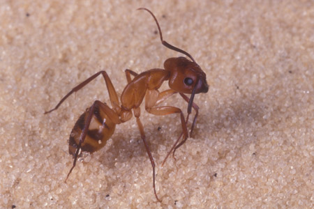 A florida carpenter ant.